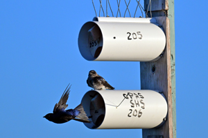 Purple Martin